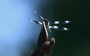 A dragonfly