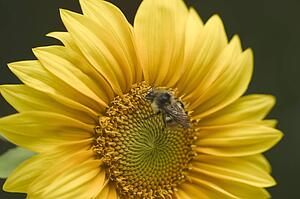 A bee on a sunflower