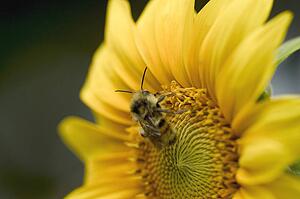 A bee on a sunflower
