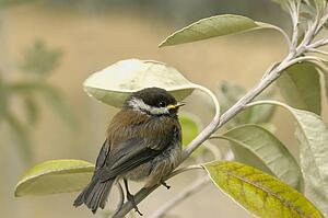 A baby bird sits in a tree