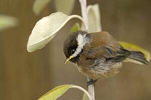A baby bird sits in a tree