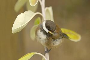 A baby bird sits in a tree