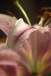 A beautiful flower