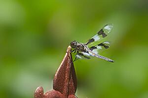 A dragonfly