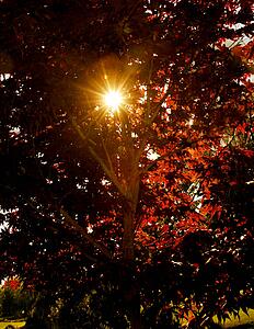 Sun shining through autumn leaves