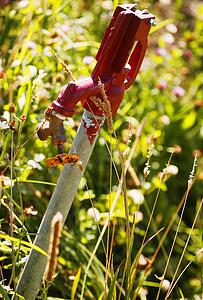 A water tap in a field