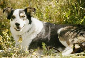 A dog