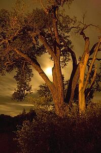 Old tree at evening