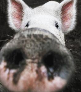 Closeup of a pig's nose