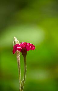 Bright pink flower