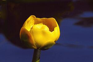 Close up of a yellow flower
