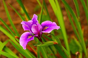 Purple Iris