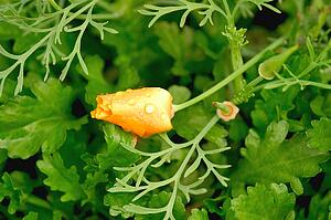 Orange flower bud