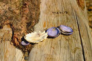 Sea shells on a log