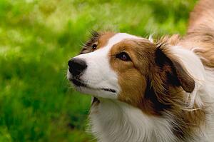 A dog's face