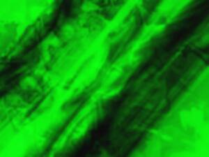 Green stripes