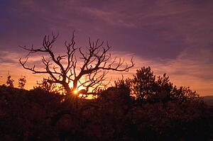 Tree silhouette at sunrise