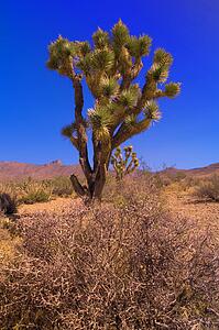 Picture of Joshua tree