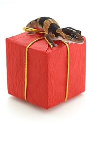 Lizard on red parcel