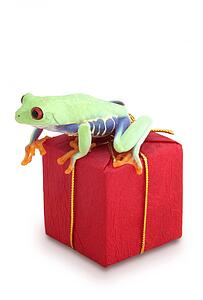 Frog sitting on red package