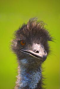 Ostrich