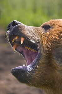 Brown bear