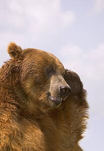 Bear with paw over eye
