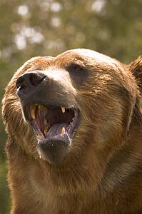 Bear with open mouth