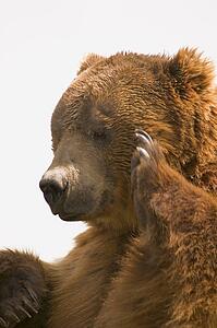Bear with paw going to face