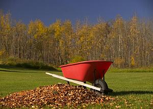 Wheel barrel beside pile of leaves