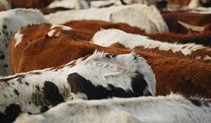 Herd of cattle