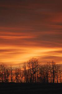 Silhouette of trees against sunset