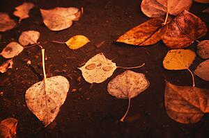Leaves on the ground in water