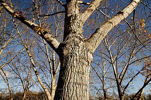 A tree with few leaves