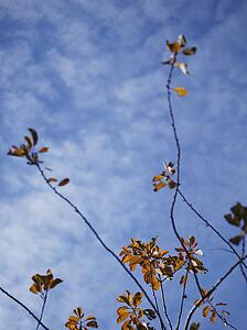 Last few autumn leaves against sky