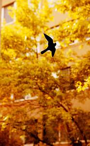 A bird reflection on a window