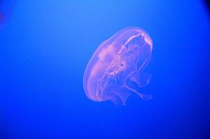 Jellyfish