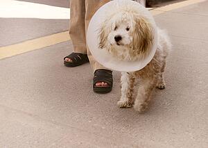A dog with a cone around his head
