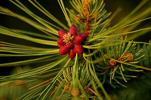 A red blossom