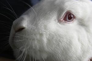 White rabbit