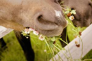 A horse chews on weeds