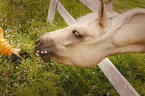 A horse chews on weeds