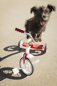 Dog on tricycle