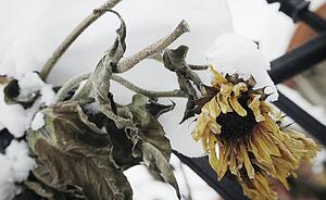 Frozen sunflowers