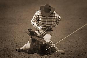 Cowboy roping calf