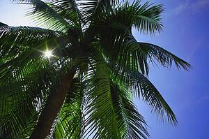Palm tree