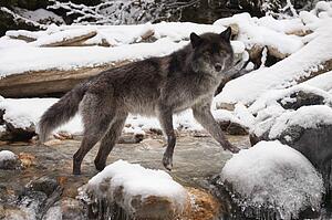 Wolf
