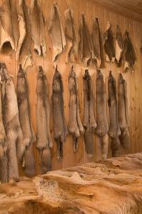 Animal furs
