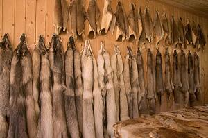 Animal furs