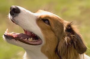 Friendly dog